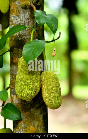 The jackfruit (Artocarpus heterophyllus) Stock Photo