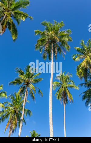 Palm trees against blue sky on Koh Kood island in Thailand Stock Photo
