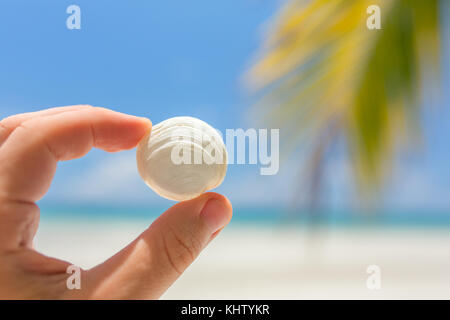 Hand holding seashell on the sea beach. Vacation summer concept photo Stock Photo