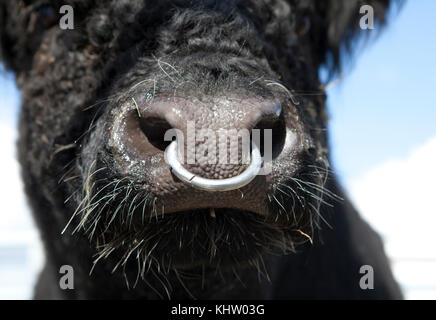 Bull: inserting a nose ring in Cows (Bovis) | Vetlexicon