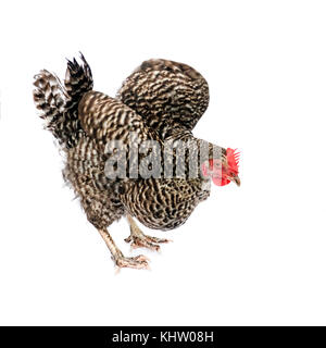 brown speckled chicken  speckledy in motion, isolated on a white background Stock Photo