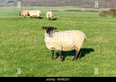 Suffolk sheep in field, Seaford Head Nature Reserve, Seaford, East Sussex, England, United Kingdom Stock Photo