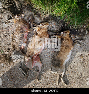 dead hares in grass at hunting party Stock Photo