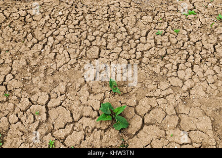 alone green grass on dried earth Stock Photo