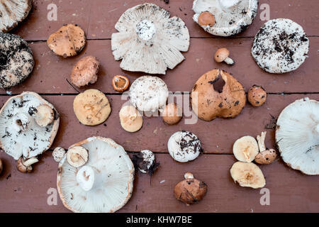 Selection of freshly picked mushrooms on wooden surface, overhead view Stock Photo