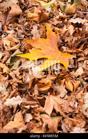 Sycamore, Acer pseudoplatarus (Aceraceae) and Oak. Quercus ropbur (Fagaceae) leaves laying on the ground in Autum, Abington Park, Northampton, Stock Photo