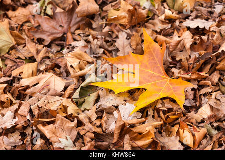 Sycamore, Acer pseudoplatarus (Aceraceae) and Oak. Quercus ropbur (Fagaceae) leaves laying on the ground in Autum, Abington Park, Northampton, Stock Photo