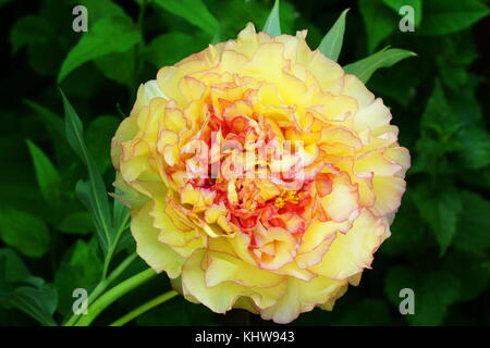 Yellow Tree Peony Paeonia suffruticosa Jin Ge Kinkaku Stock Photo