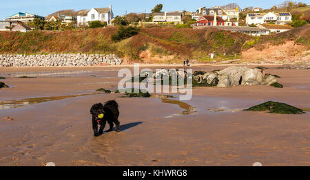 Black dog playing with ball on beach Stock Photo