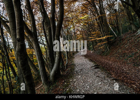Autumn colours at the Leete path, Loggerheads country park, near Mold Stock Photo