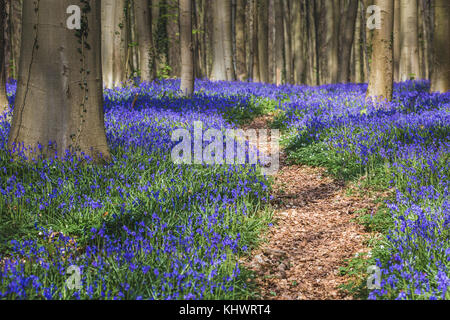 Hallerbos in Halle, Belgium Stock Photo
