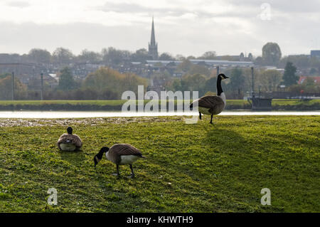 View across East Warwick Reservoir at Walthamstow Wetlands, London, England, United Kingdom, UK Stock Photo