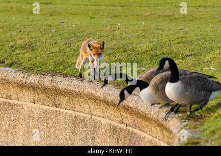 Wildlife at Walthamstow Wetlands, London, England, United Kingdom, UK Stock Photo