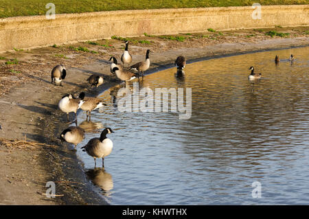 Canada geese at Walthamstow Wetlands, London, England, United Kingdom, UK Stock Photo