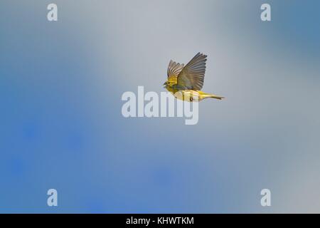 Singing European Serin (Serinus serinus) flying against the blue sky. Yellow songbird in flight. Stock Photo