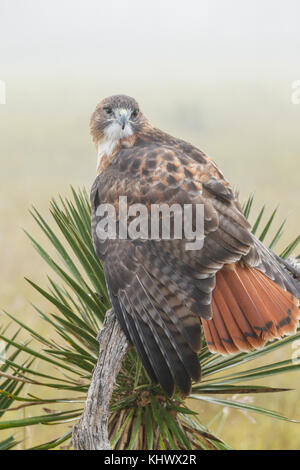 Red-tailed hawk perched on yucca Stock Photo
