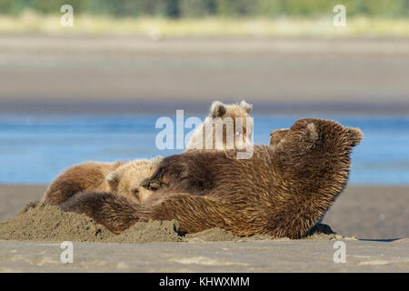 Female Brown Bear Nursing Her Cubs Stock Photo - Alamy