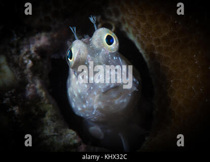 A Grey-Barred Blenny keeps a lookout from its  home in a piece of coral,Moalboal,Cebu,Philippines Stock Photo