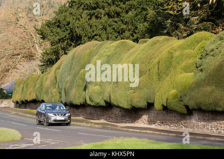 The ancient Yew hedge in the village of Brampton Bryan, Herefordshire Stock Photo
