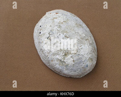 Haliotis iris shell Stock Photo