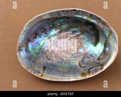 Haliotis iris shell 2 Stock Photo