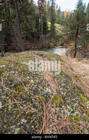 Ponderosa pine needles on a boulder next to the Imnaha River in Oregon's Wallowa Mountains Stock Photo