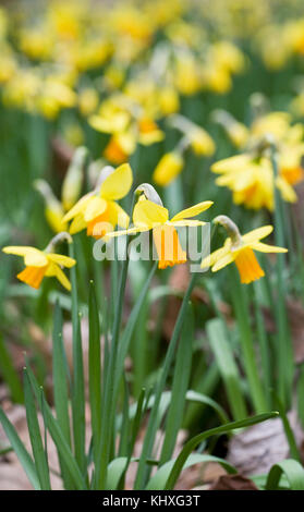 Narcissus 'Jetfire' flowers in Spring. Stock Photo