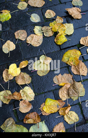 Lime tree leaves on a wet pavement in autumn, UK Stock Photo