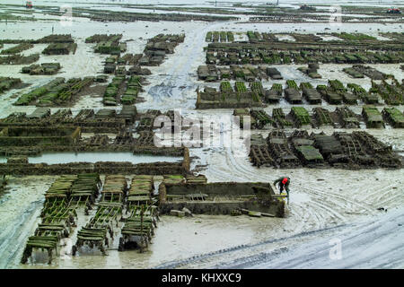 Worker tending rows of oyster beds on beach mudflats, Saint-Malo, Brittany, France Stock Photo