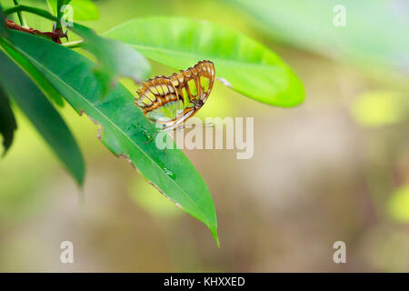 Tropical Malachite butterfly (Siproeta stelenes) resting on a green leaf in a rainforest Stock Photo