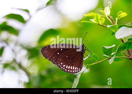 Common Indian Crow (Euploea core) exotic butterfly resting on a green leaf in jungle vegetation Stock Photo