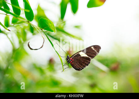 Postman (Heliconius melpomene erato) tropical butterfly resting in feeding nectar in jungle forest plants and flowers. Stock Photo