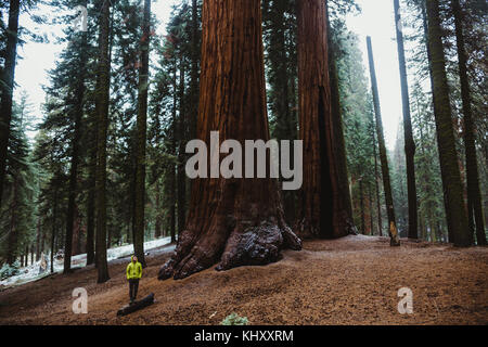 Male hiker looking up at giant sequoia trees in Sequoia National Park, California, USA Stock Photo