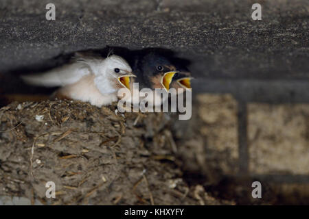Barn Swallows ( Hirundo rustica ), chicks in nest, almost fledged, one with a rare gene defect, white plumage, leucistic, leucism, Europe. Stock Photo