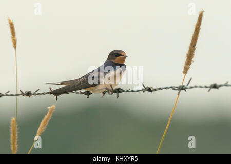 Closeup of a Barn Swallow (Hirundo rustica) resting after hunting on barbwire. This is the most widespread species of swallow in the world and the nat