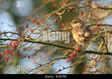 A redwing bird, Turdus iliacu, eating berries from a bush during Autumn season Stock Photo