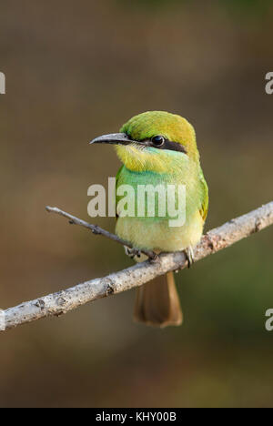 Little Green Bee-eater - Merops orientalis, Sri Lanka Stock Photo