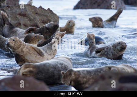 Grey Seals (Halichoerus grypus) on the rocky beach below Ravenscar at Robin Hoods Bay, Whitby on the North Yorkshire coast, UK Stock Photo