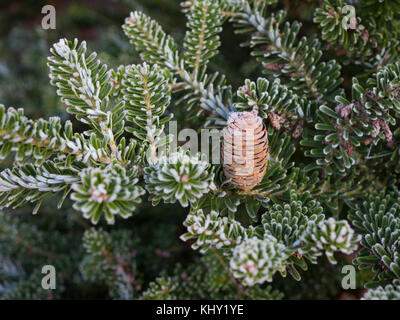Brown cones Korean fir needles are covered with frost, macro. Background. Stock Photo