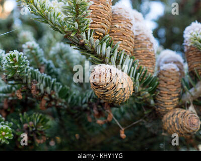 Brown cones Korean fir needles are covered with frost, macro. Background. Stock Photo