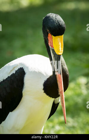 Close up portrait of a colorful saddle-billed stork (Ephippiorhynchus senegalensis) standing in a green meadow. Stock Photo