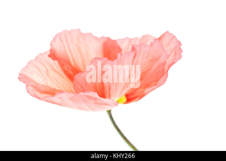 Papaver nudicaule 'Champagne Bubbles' Iceland Poppy Stock Photo