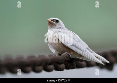 Barn Swallow ( Hirundo rustica ), just fledged, gene mutation, white plumage, leucistic, leucism, perched on a massive chain, side view, Europe. Stock Photo