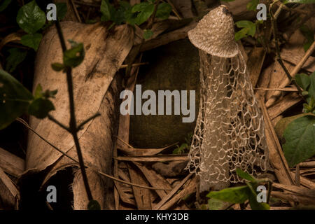 A bridal veil mushroom grows on the forest floor in Peru. It will only maintain this form for a very short time before wilting away. Stock Photo
