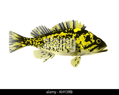 Black and Yellow Rockfish - Rockfish spend most of the time among rocky crevices and boulders in the Pacific ocean and eat crustaceans. Stock Photo