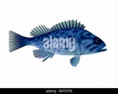 Blue Rockfish - Blue Rockfish spend most of the time among rocky crevices and boulders in the Pacific ocean and eat plankton and forage fish. Stock Photo