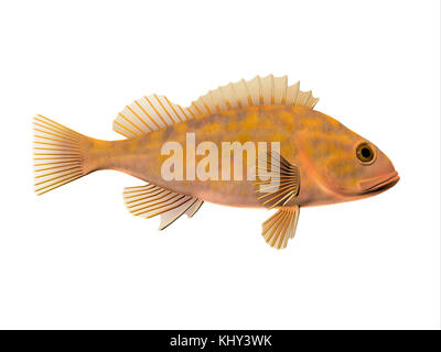 Canary Rockfish - Canary Rockfish spend most of the time among rocky crevices and boulders in the Pacific ocean and eat krill and small fishes. Stock Photo