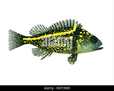 China Rockfish - Rockfish spend most of the time among rocky crevices and boulders in the Pacific ocean and eat crustaceans. Stock Photo