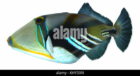 Humu Picasso Triggerfish - The Humu Picasso Fish is a saltwater species reef fish in tropical regions of Indo-Pacific oceans. Stock Photo
