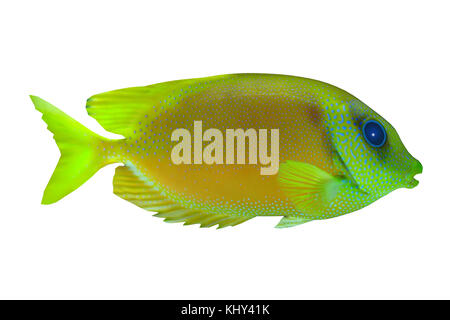 Lemonpeel Angelfish - The Lemonpeel Angelfish is a saltwater species reef fish in tropical regions of Indo-Pacific oceans. Stock Photo